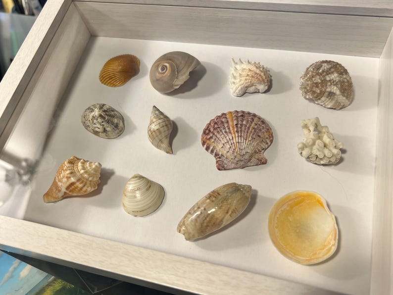 Variety Shells on Display Frame #25-9. White - 6-5/8 X 8-5/8”, 1-7/8 ...