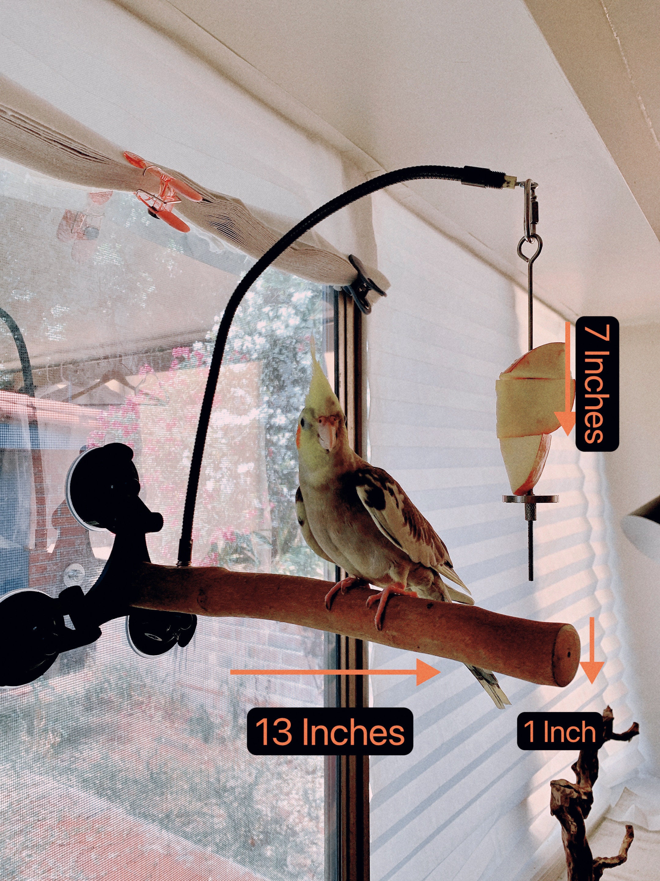 Natural Wood Parrot Perch: Portable Window Bathroom Bird Stand