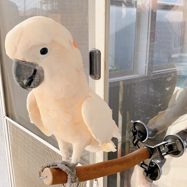 Strong Grid And Support portable 3 Suction Cups Stick On Natural Wooden Parrot Window Car Bathroom Bird  Perch Branch Stand For Big Birds