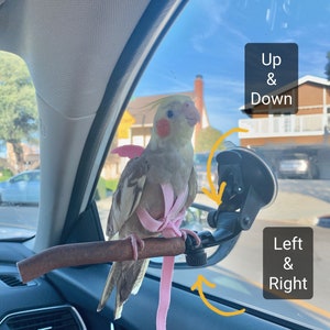 Portable Suction cup stick on natural wooden parrot window car bathroom bird perch branch  stand for small medium birds (single perch)