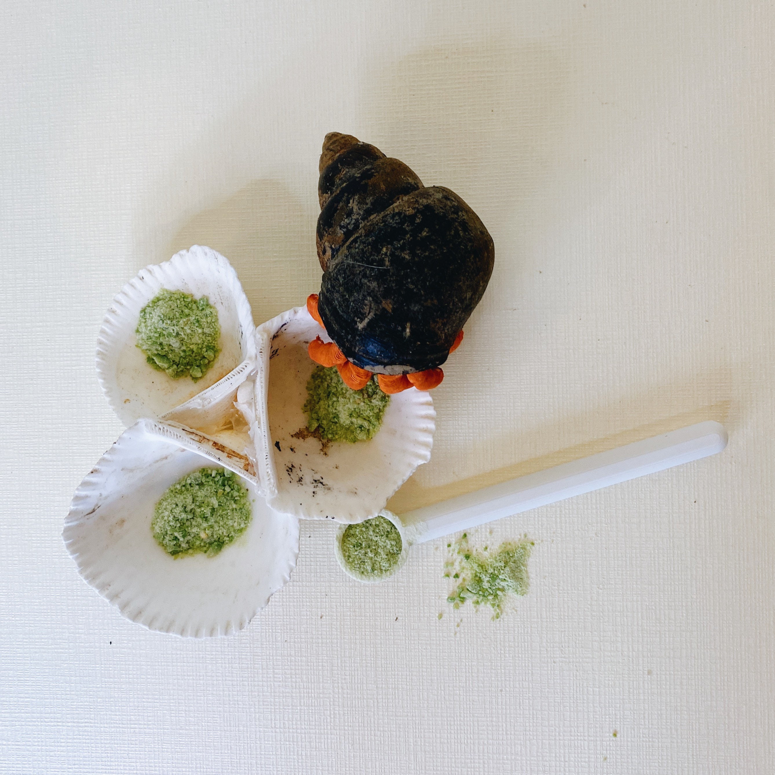 Hermit crab food bowl 2025