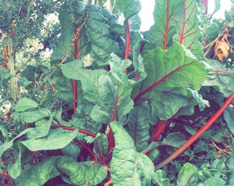 Swiss Chard