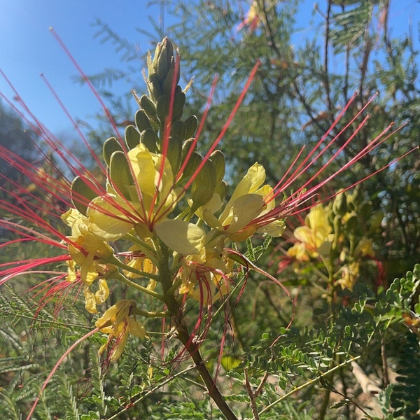 Yellow Desert Bird of Paradise