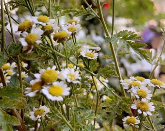 Feverfew