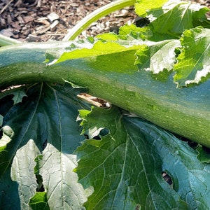 Fordhook Zucchini