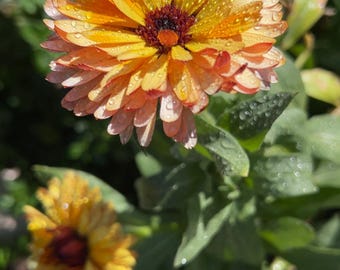 Calendula- Strawberry Blonde