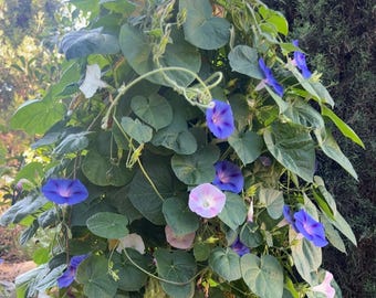 Morning Glory Mix