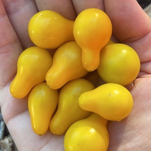 Yellow Pear Tomato