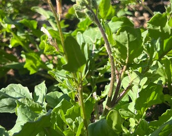 Arugula- Rocket
