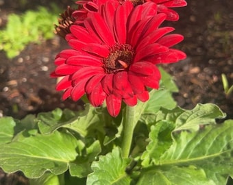 Gerbera Daisy Mix