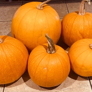 Jack O Lantern Pumpkin
