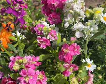 Stock Plant