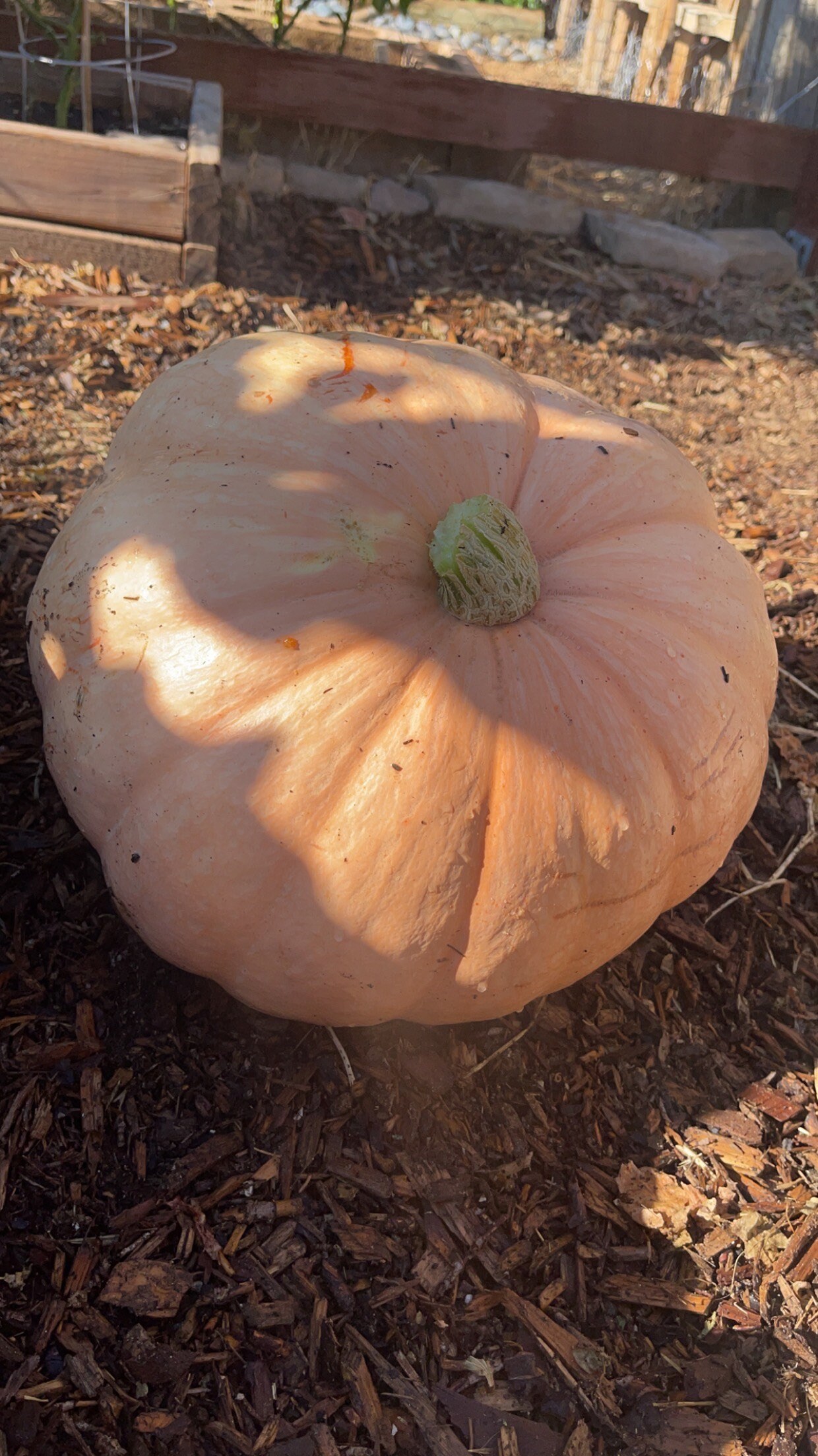 Porcelain Doll Pumpkin Seeds Etsy