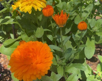 Calendula- Pacific Beauty Mix