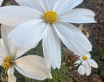 Purity White Cosmos