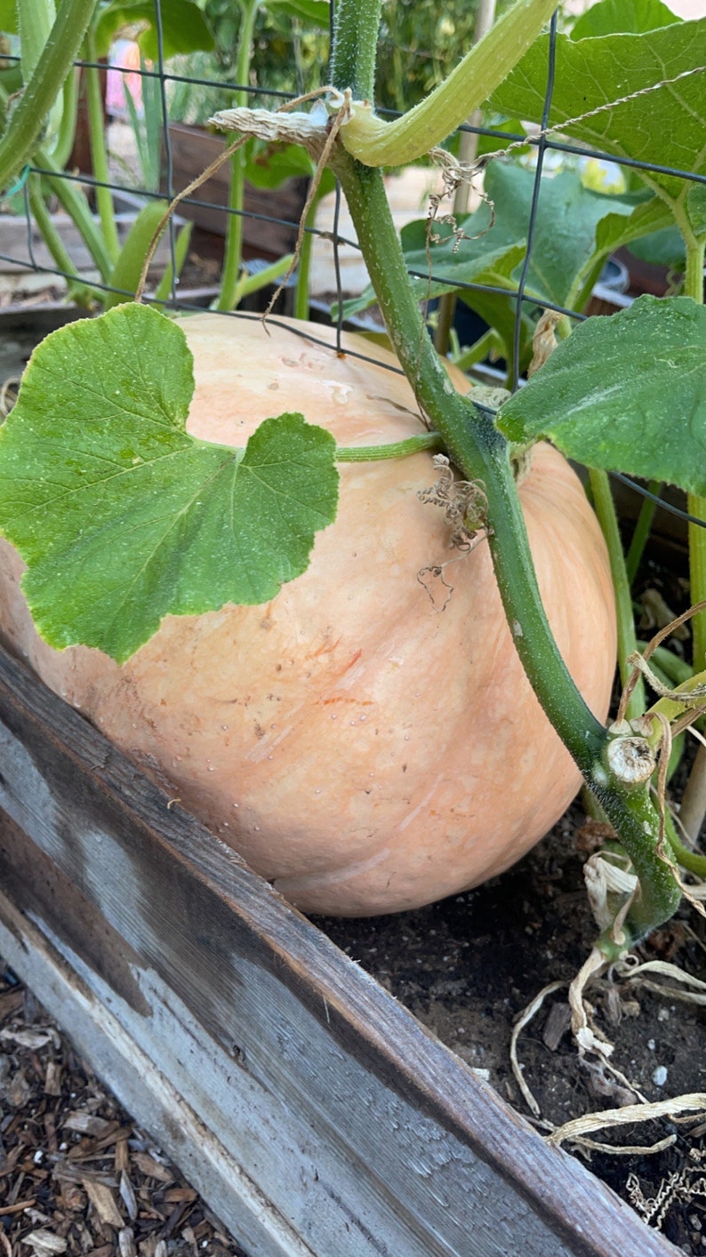 Porcelain Doll Pumpkin Seeds Etsy