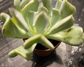 echeveria topsy turvy about 2 inch