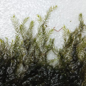 Java Moss (Taxiphyllum barbieri) live aquarium plant, beginner fast Growing moss for Aquarium Terrarium Aquascaping Fish Tanks and Koi Ponds