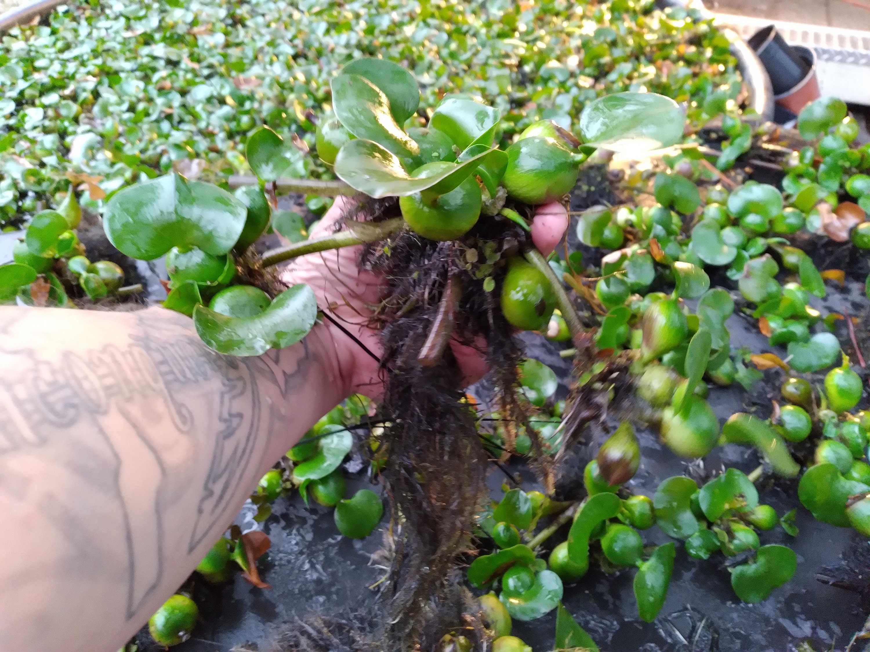 25 Water Hyacinth Live Plants for Ponds and Aquariums Etsy