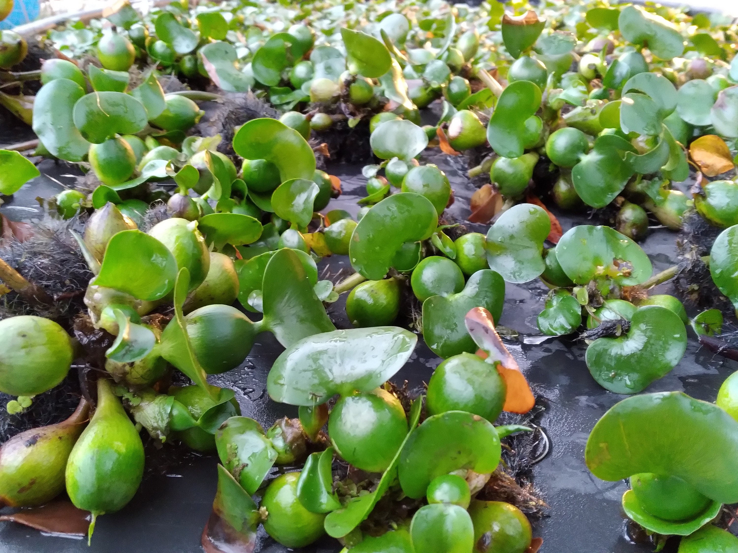 10 Water Hyacinth Live Plants for Ponds and Aquariums Etsy