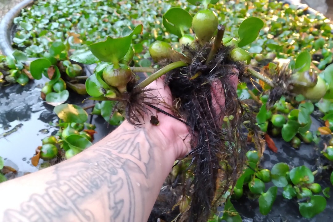 10 Water Hyacinth Live Plants for Ponds and Aquariums Etsy