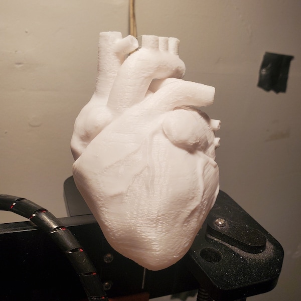 Heart | Human Heart | 1-1 Scale
