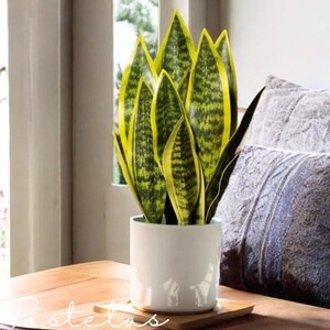 Artificial Snake Plant, Mother-in-law&#39;s Tongue, Sansevieria, Office Decor, Home Decor, Faux Table Plant, Resin Plant, 37cm