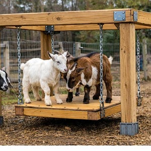 May include: A wooden goat play structure with a platform suspended by chains. Three goats stand on the platform, while another goat stands nearby. The goats are white, brown, and black and white. The structure is outdoors.