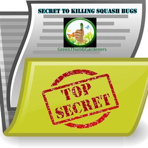 ¡El secreto para matar las chinches de la calabaza sin pesticidas químicos!