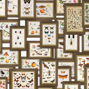 May include: A collection of vintage botanical illustrations framed in brown wood. The illustrations feature various insects, mushrooms, and plants. The illustrations are in a vintage style with detailed drawings and muted colors.