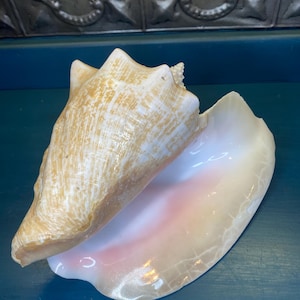 May include: A large, intricately patterned seashell with a light brown exterior and a pink interior. The shell is open, revealing the pink interior.