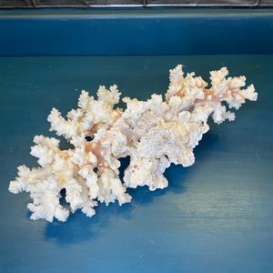 May include: A large, white coral branch with a pink hue. The coral has a delicate, branching structure and is a natural sea life specimen.