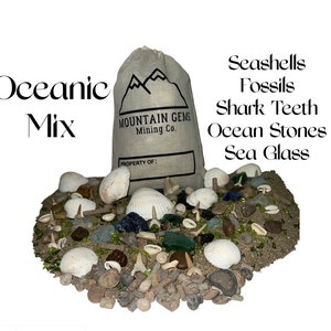 Mountain Gems Mining Co. Seashell Mining Rough Oceanic Mix Digging/Mining Learning Activity Kit | Fossils, Seashells, Shark Teeth, Stones