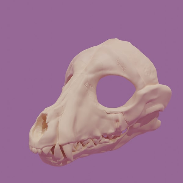 3d head skull dog model