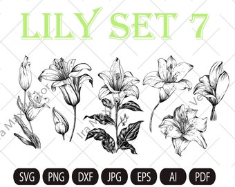Lily Flower Svg, Lily Svg Bundle, Lily Svg, Hand Drawn Lily Svg, Flwer Bouquet Svg, Floral Svg, Flower Wedding, Flower Svg Files