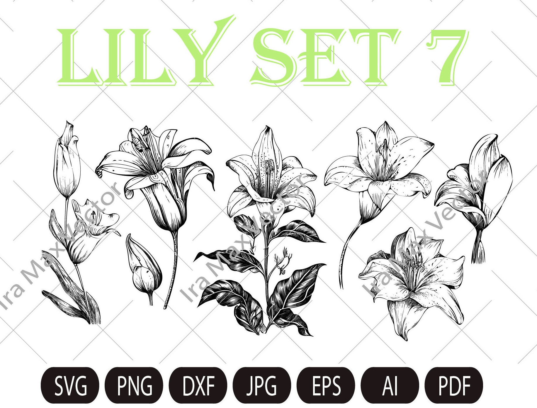 Lily Flower Svg Lily Svg Bundle Lily Svg Hand Drawn Lily Etsy