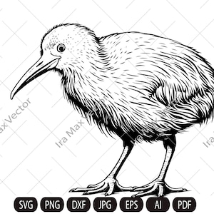 Kiwi SVG, Kiwi Bird svg, Kiwi Bird detailed, Kiwi png , Kiwi clipart, Kiwi Bird Clipart, Kiwi Bird svg files , Kiwi art
