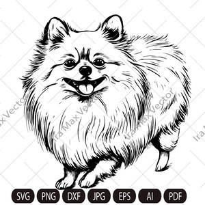 Pomeranian spitz dog svg,Spitz clip art, Smiling dog vector graphic art, Pomeranian spitz detailed, Spitz standing,White Spitz