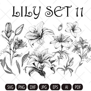 May include: A set of 11 black and white line drawings of lilies. The lilies are drawn in a realistic style and include various views of the flower, bud, and stem.