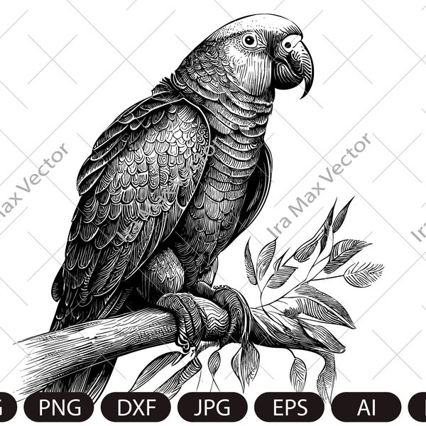 Parrot Svg, Exotic bird svg, Macaw svg, Silhouette dxf, bird Clipart, Parrot face svg, vector bird , Parrot head svg, digital file