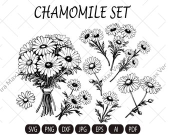 Kamille Blumen Clip Art, Kamille PNG, Blumen Clipart, Kräuter Clip Art, Wildblume, Hochzeitseinladung, detaillierte florale Illustration