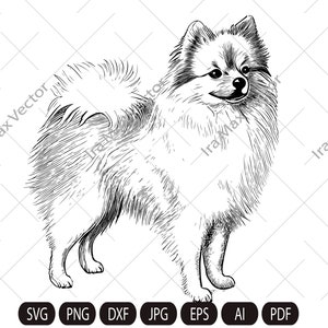 Pomeranian dog svg, Spitz clip art, Smiling dog vector graphics, Pomeranian detailed, Spitz standing, White Spitz
