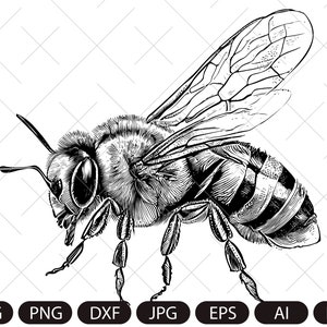 May include: A black and white line drawing of a bee with its wings spread out. The bee is facing to the right and has detailed markings on its body.