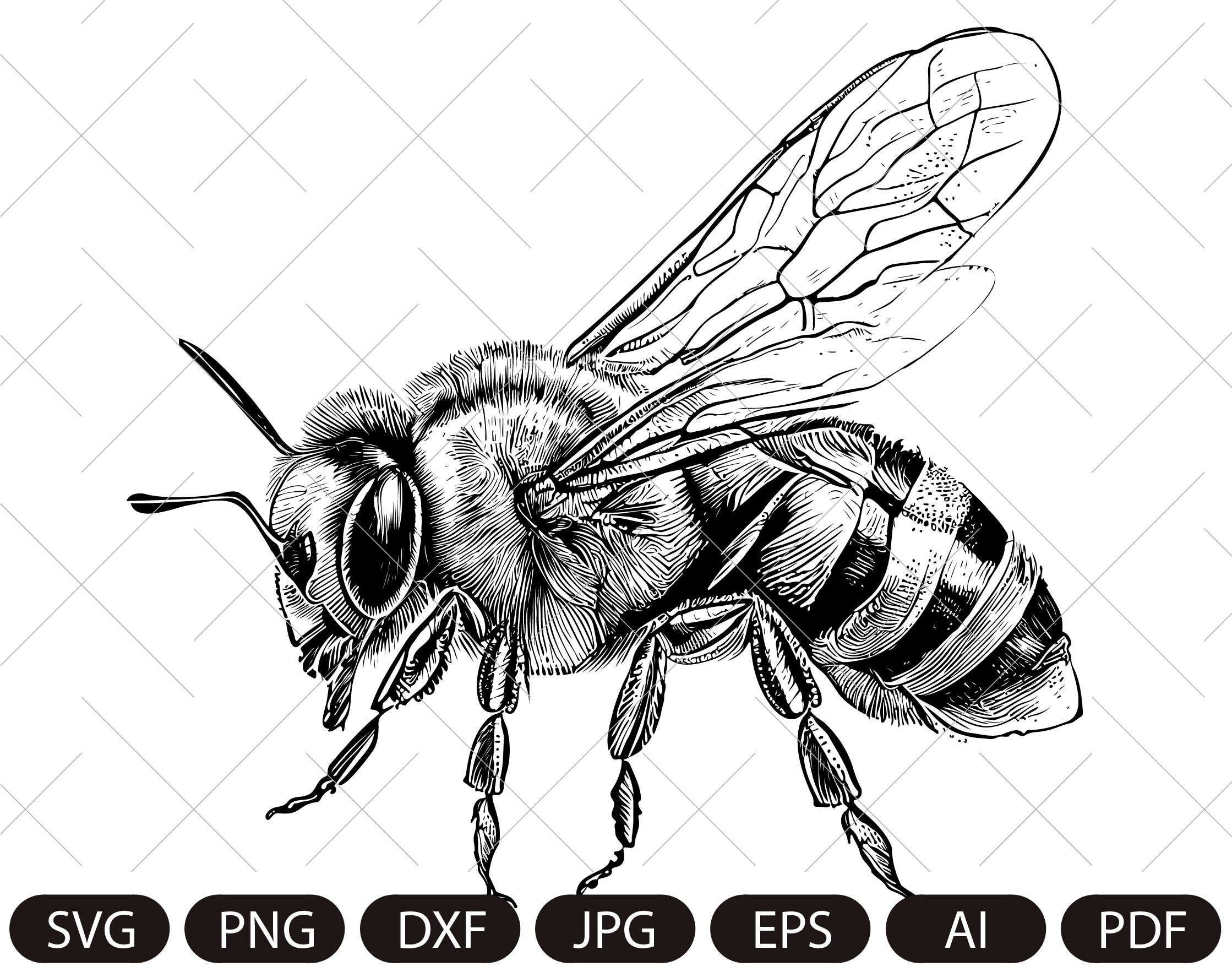 Bee svg,honey bee svg , bumble bee svg png jpg ,bee clip art ,bee detailed,bee printable