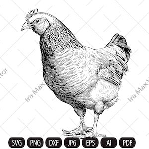 Farm Hen SVG, Hen vector, Bird chicken, farm animal ,vintage sketch drawing clipart,hen  illustration
