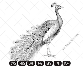 Pavo real Svg, Pavo real detallado, Clipart de pavo real, Pavo real png, Boceto de pavo real, Pavo real lindo, Pájaro