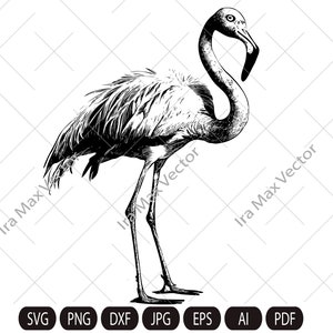FLAMINGO SVG  , Flamingo bird Svg, Flamingo Cut File , Bird Svg, Flamingo Clipart, Exotic birds, Flamingo Silhouette