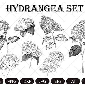 Hydrangea SVG, Hydrangea PNG , Vintage Botanical Line Art, Clip Art, sublimation, Logo Design, Engraving