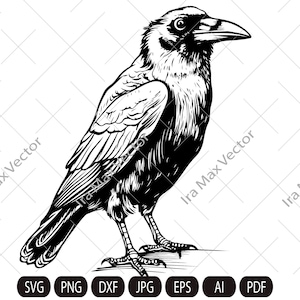 May include: A black and white line drawing of a crow with its wings folded. The crow is standing on a branch with its head turned to the right.