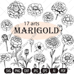 Marigold SVG Bundle, Marigold Flower svg, Marigold dxf, Marigold png, Marigold eps, Marigold vector, Marigold cut files, Marigold outline